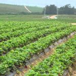 Importance of Organic Agriculture in Nigeria