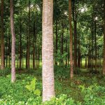 Afforestation – Protecting Our Forest and Future
