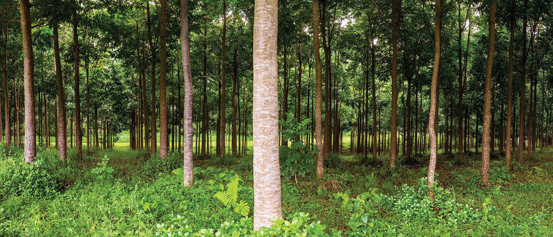 Afforestation - Protecting Our Forest and Future