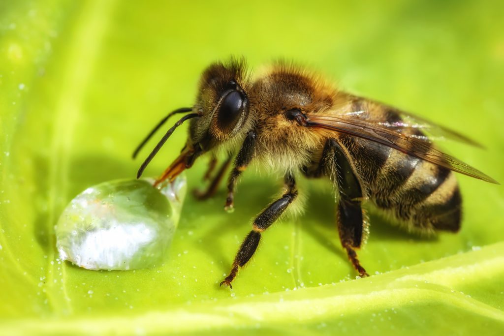 Why Honeybees are Beneficial to the Environment