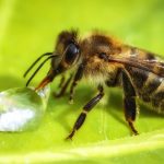 Why Honeybees Are Beneficial to the Environment