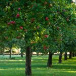 Benefits of Orchards to the Environment