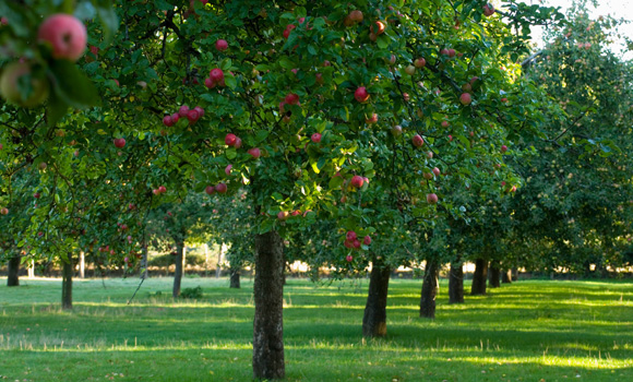 Benefits of Orchards to the Environment
