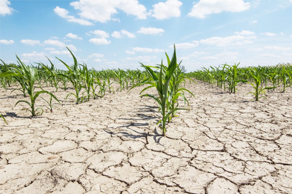 Drought – A Natural Disaster Related to Famine